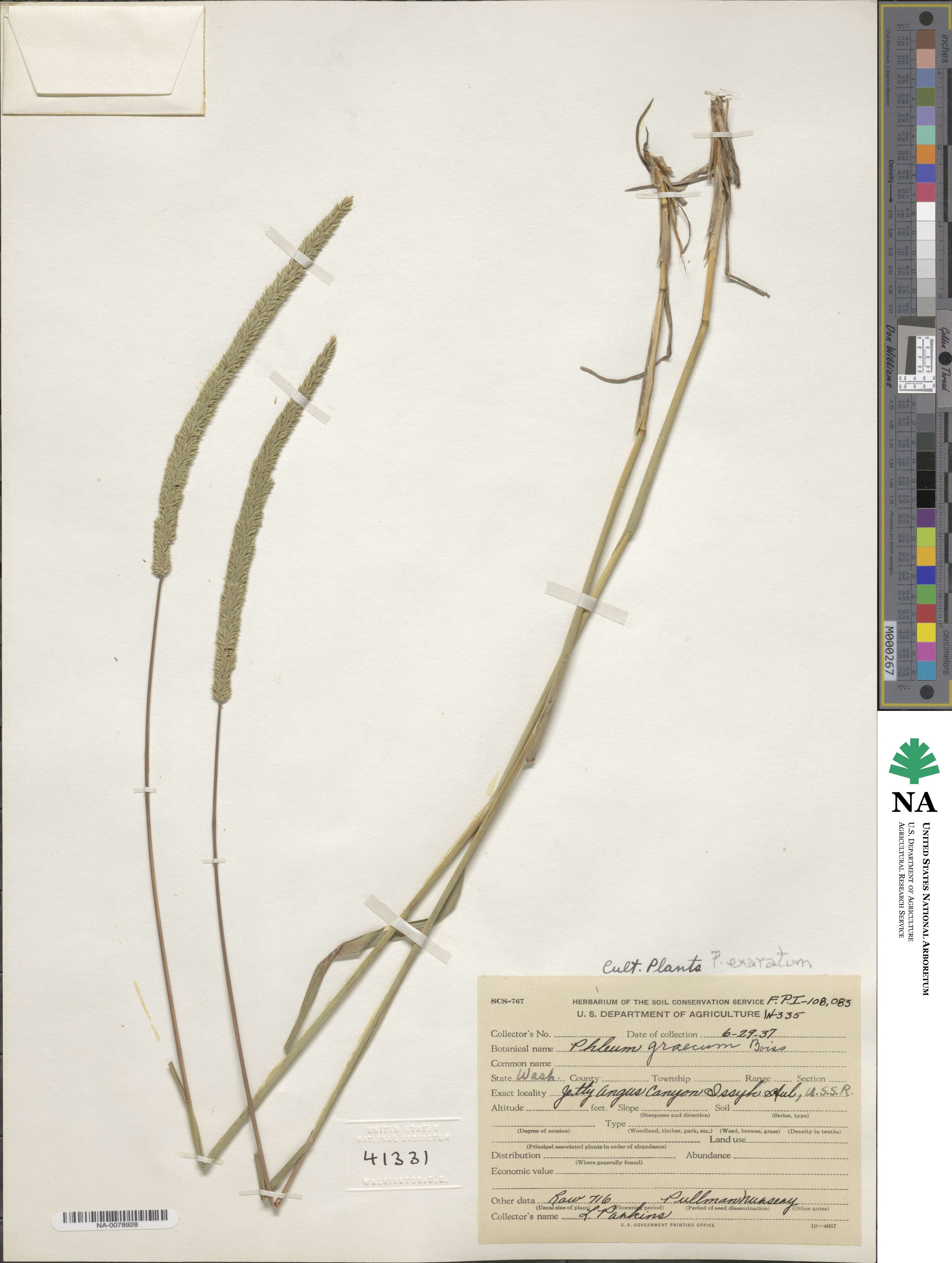 Phleum exaratum image