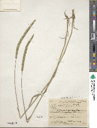 Phleum exaratum image