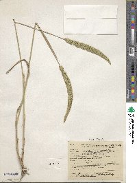 Phleum exaratum image