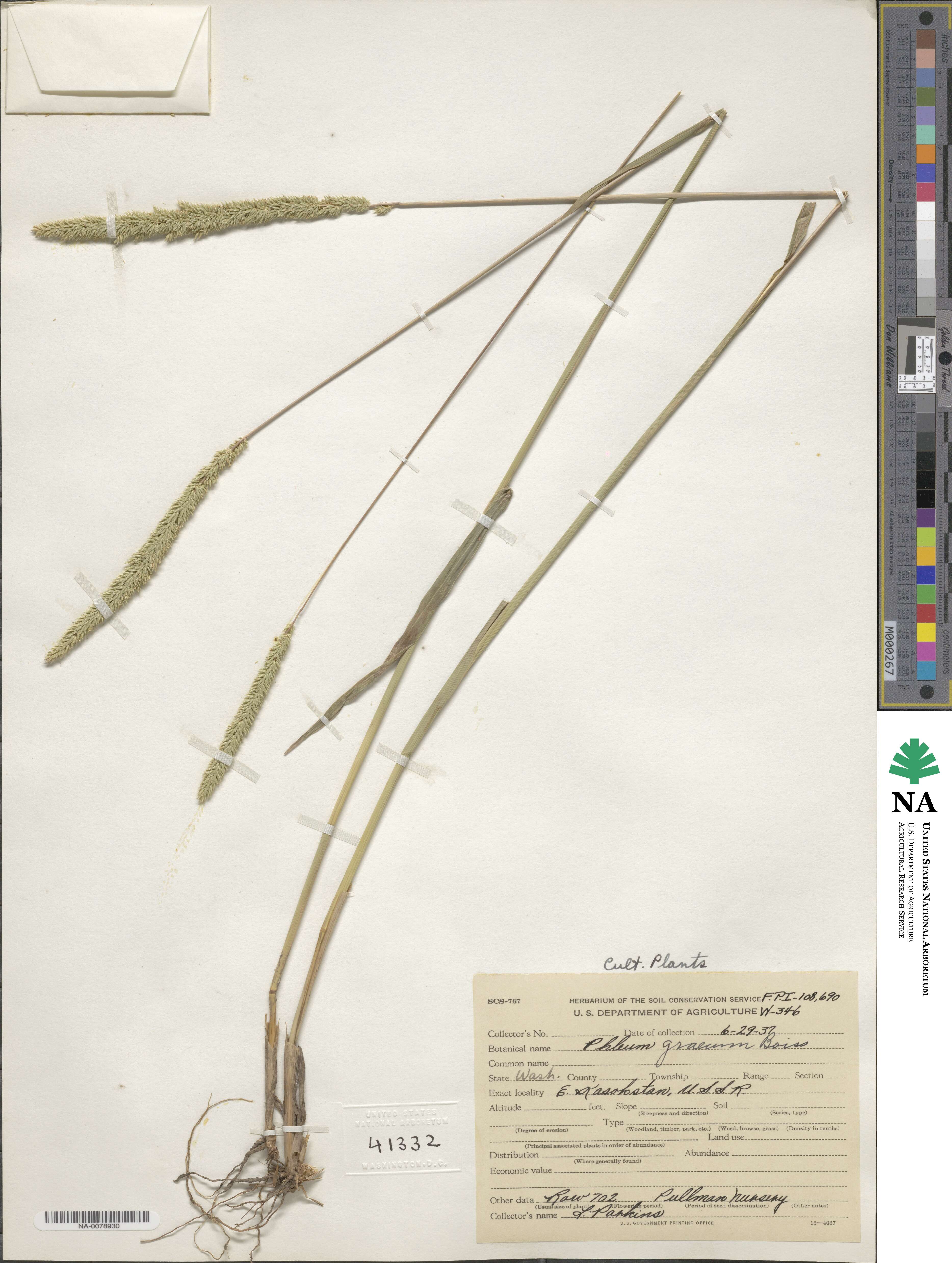 Phleum exaratum image