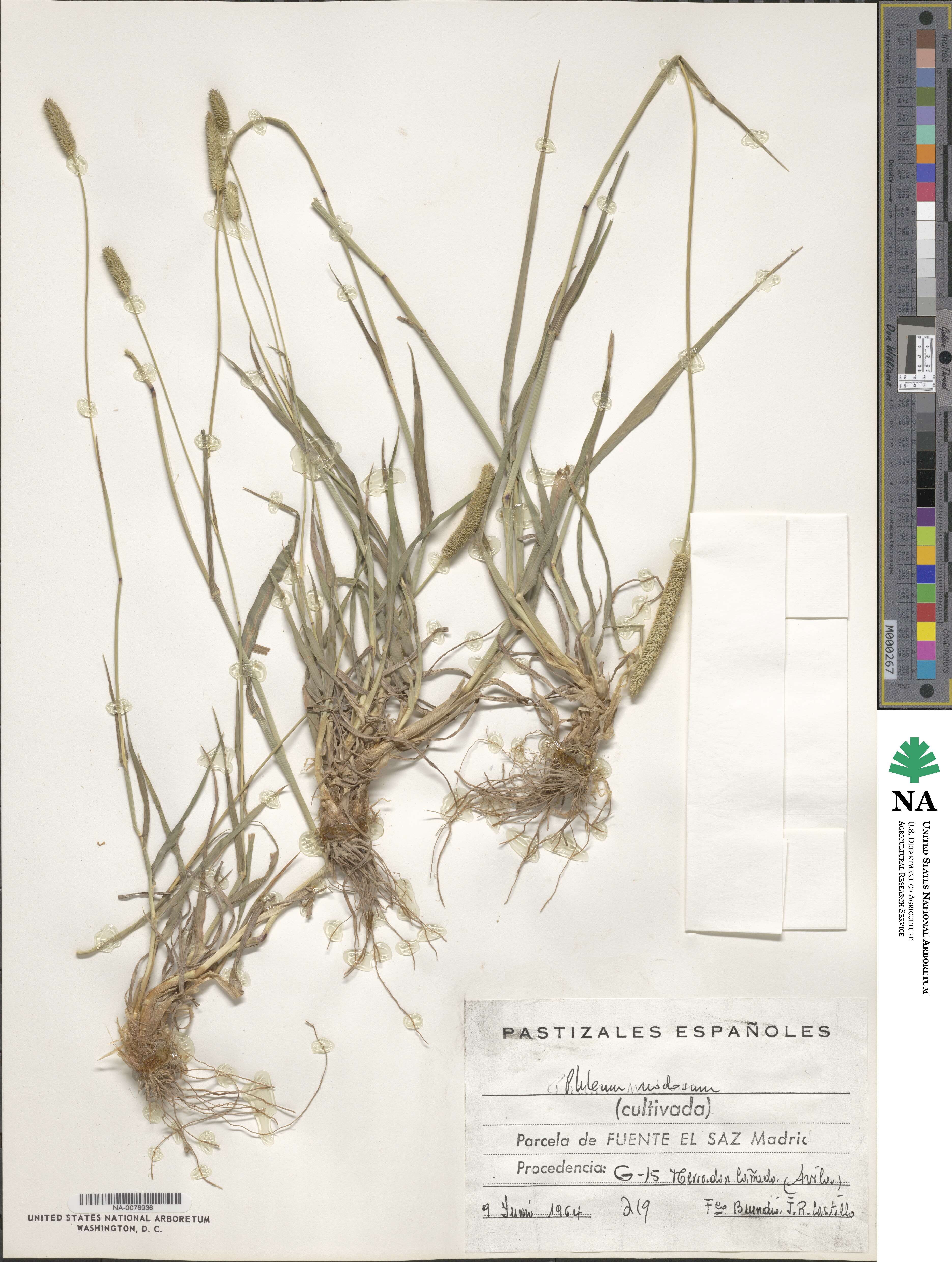 Phleum pratense image