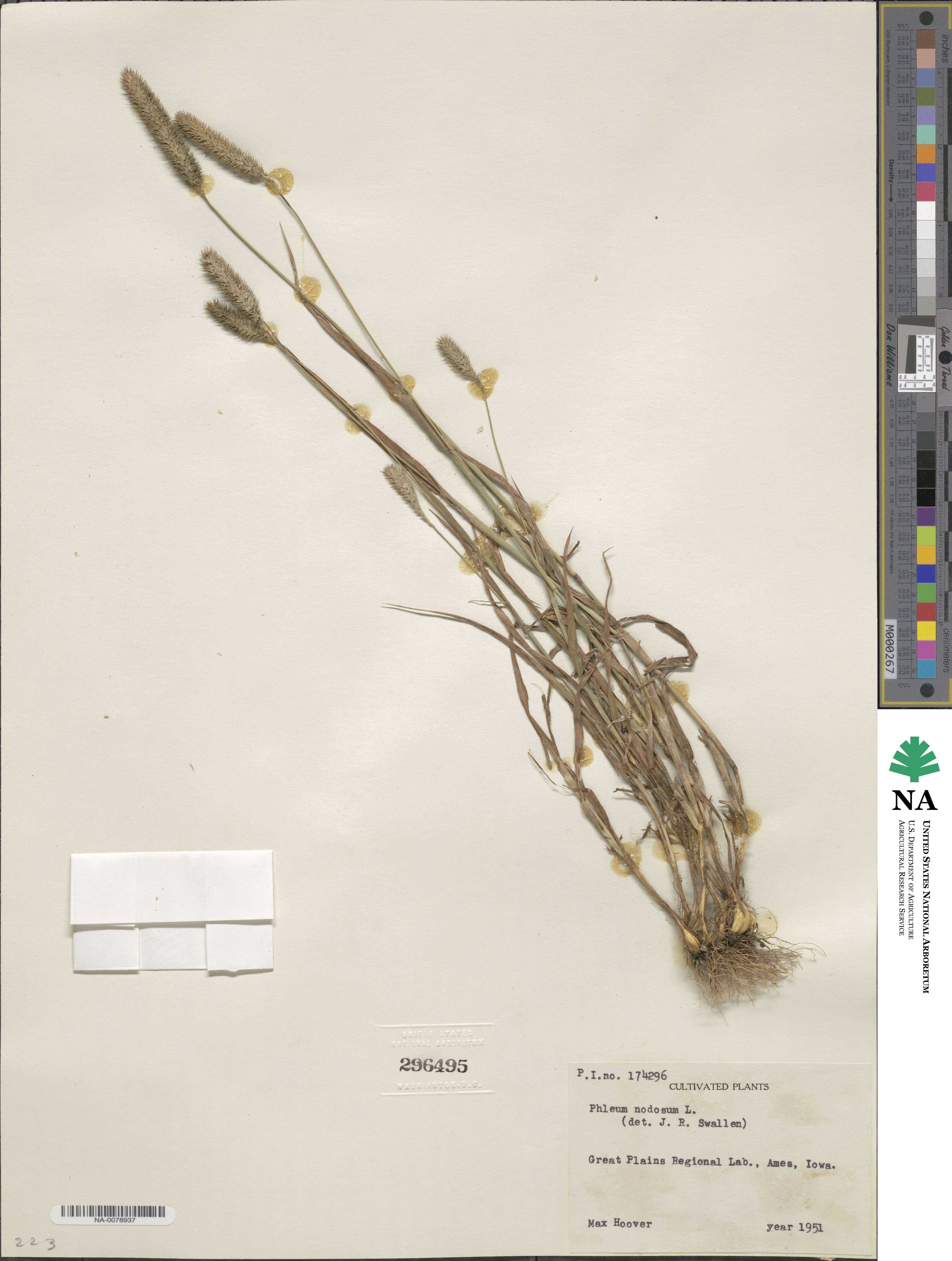 Phleum image