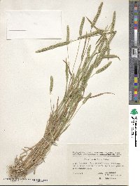 Phleum paniculatum image