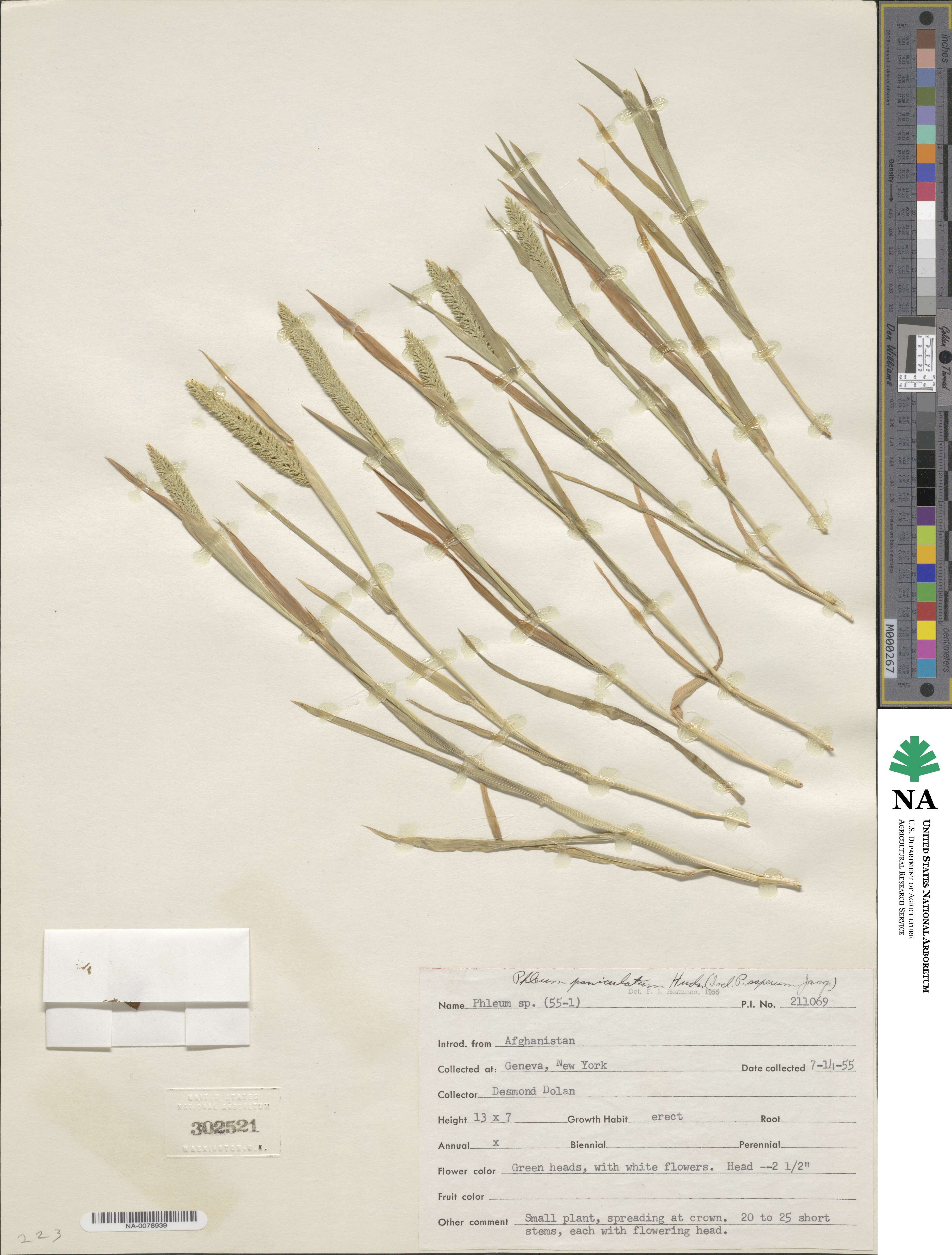 Phleum paniculatum image