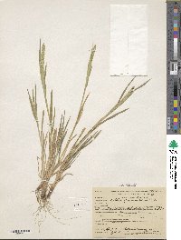 Phleum paniculatum image