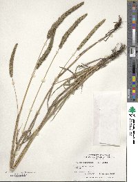 Phleum phleoides image