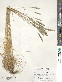 Phleum phleoides image