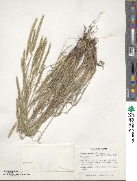 Phleum phleoides image