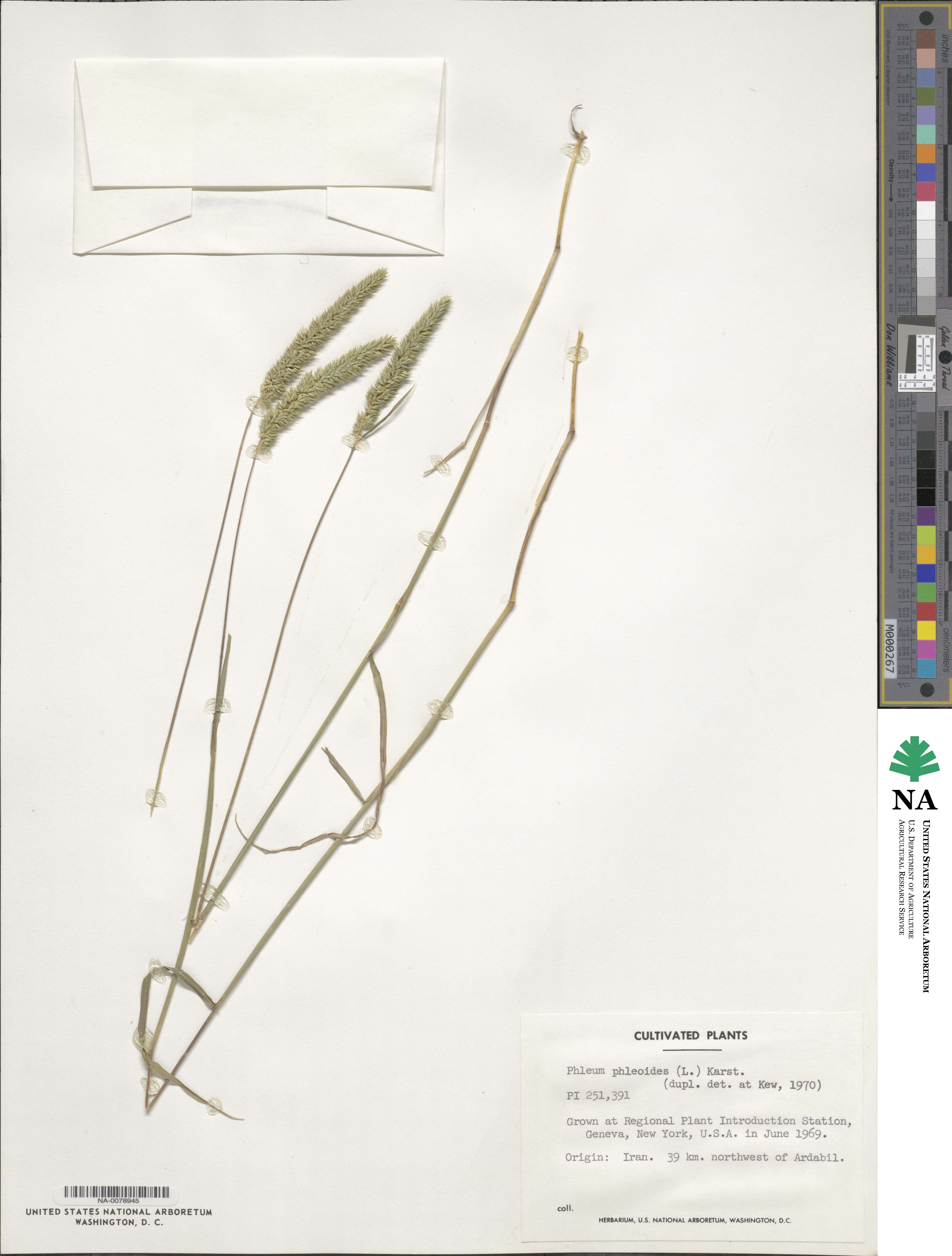 Phleum phleoides image