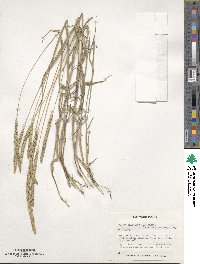 Phleum phleoides image