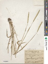 Phleum phleoides image