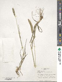 Phleum pratense image