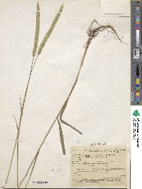 Phleum pratense image