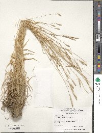 Phleum subulatum image