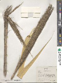 Phragmites australis image