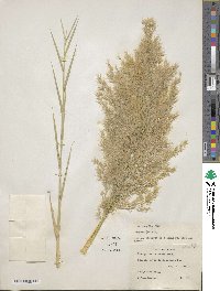 Phragmites australis image