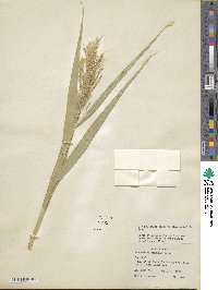 Phragmites australis image