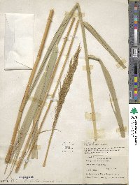 Phragmites australis image