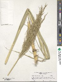 Phragmites australis image