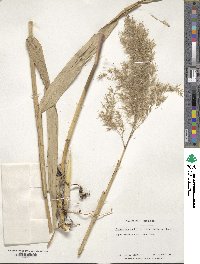 Phragmites australis image