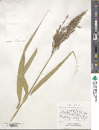 Phragmites australis image