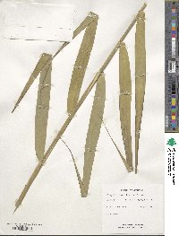 Phragmites australis image