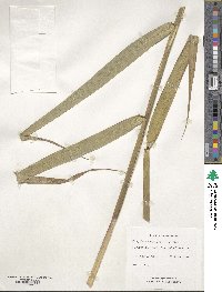 Phragmites australis image