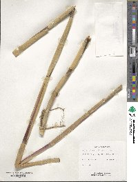 Phragmites australis image