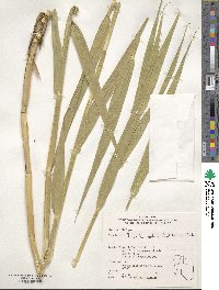 Phragmites australis image