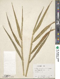 Phragmites australis image