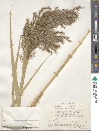 Phragmites australis image