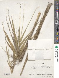 Phragmites australis image