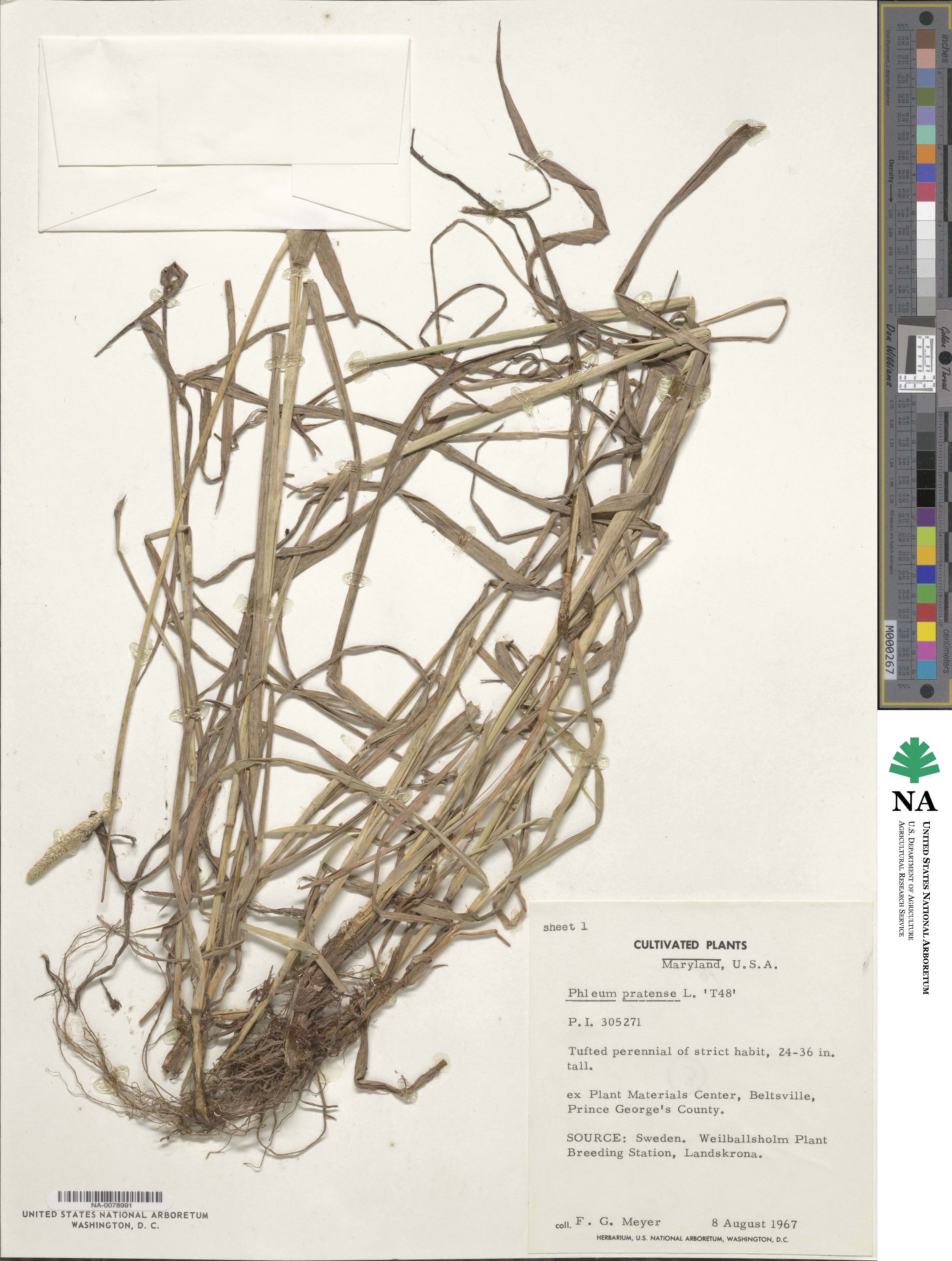 Phleum pratense image