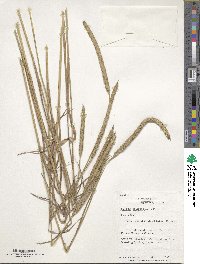 Phleum pratense image