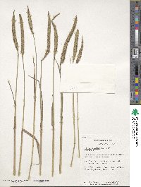 Phleum pratense image