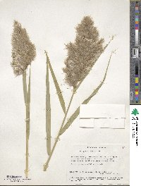 Phragmites australis image