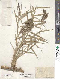 Phragmites australis image