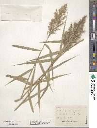 Phragmites australis image