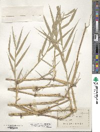 Phragmites australis image