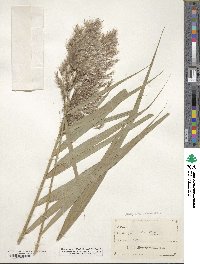 Phragmites australis image