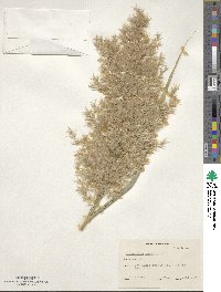 Phragmites australis image