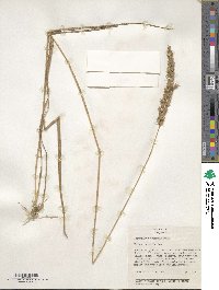 Phragmites australis image