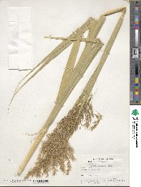 Phragmites australis image