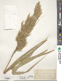 Phragmites australis image