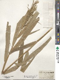 Phragmites australis image