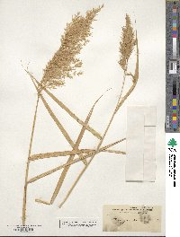 Phragmites australis image