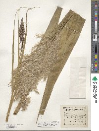 Phragmites australis image