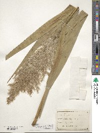 Phragmites australis image