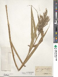 Phragmites australis image