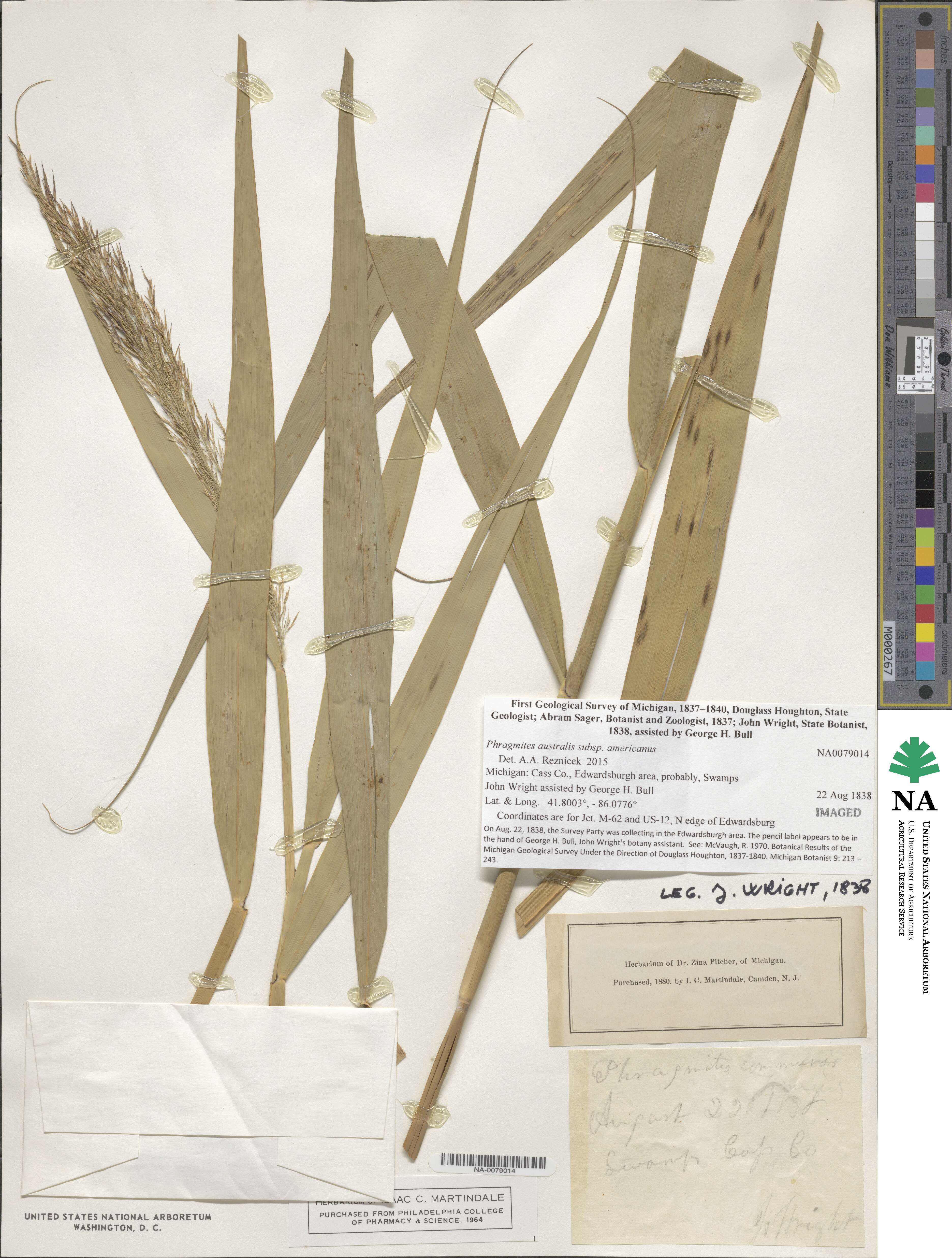 Phragmites australis subsp. americanus image